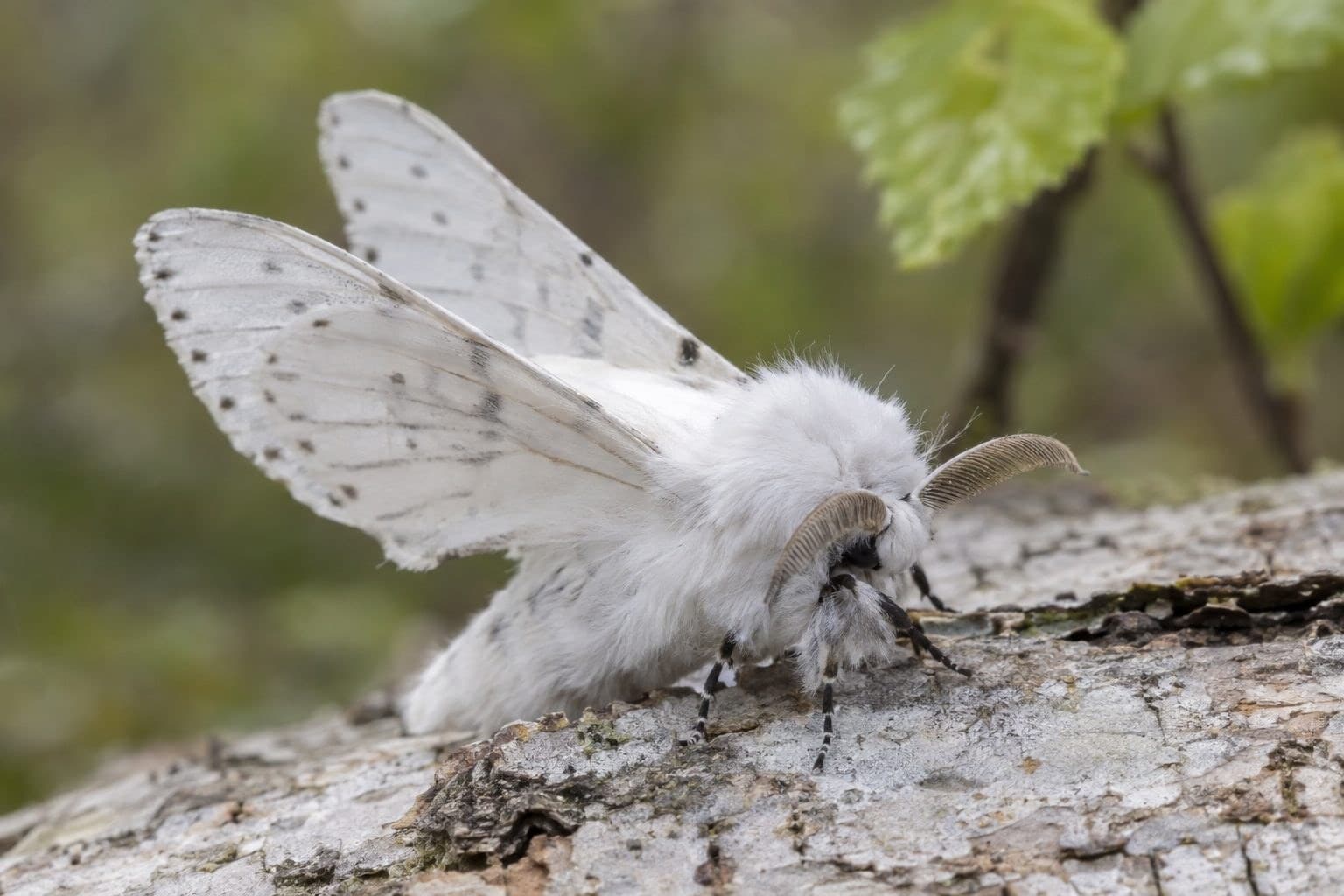 Papillon hermine blanc en vol ou posé