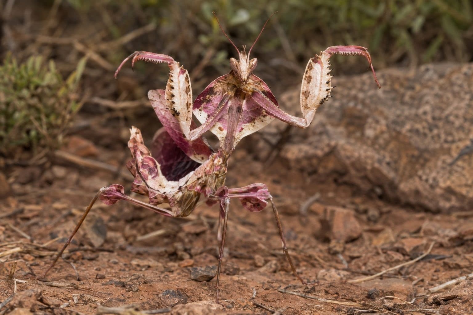 Mante religieuse fleur du diable en posture d'attaque
