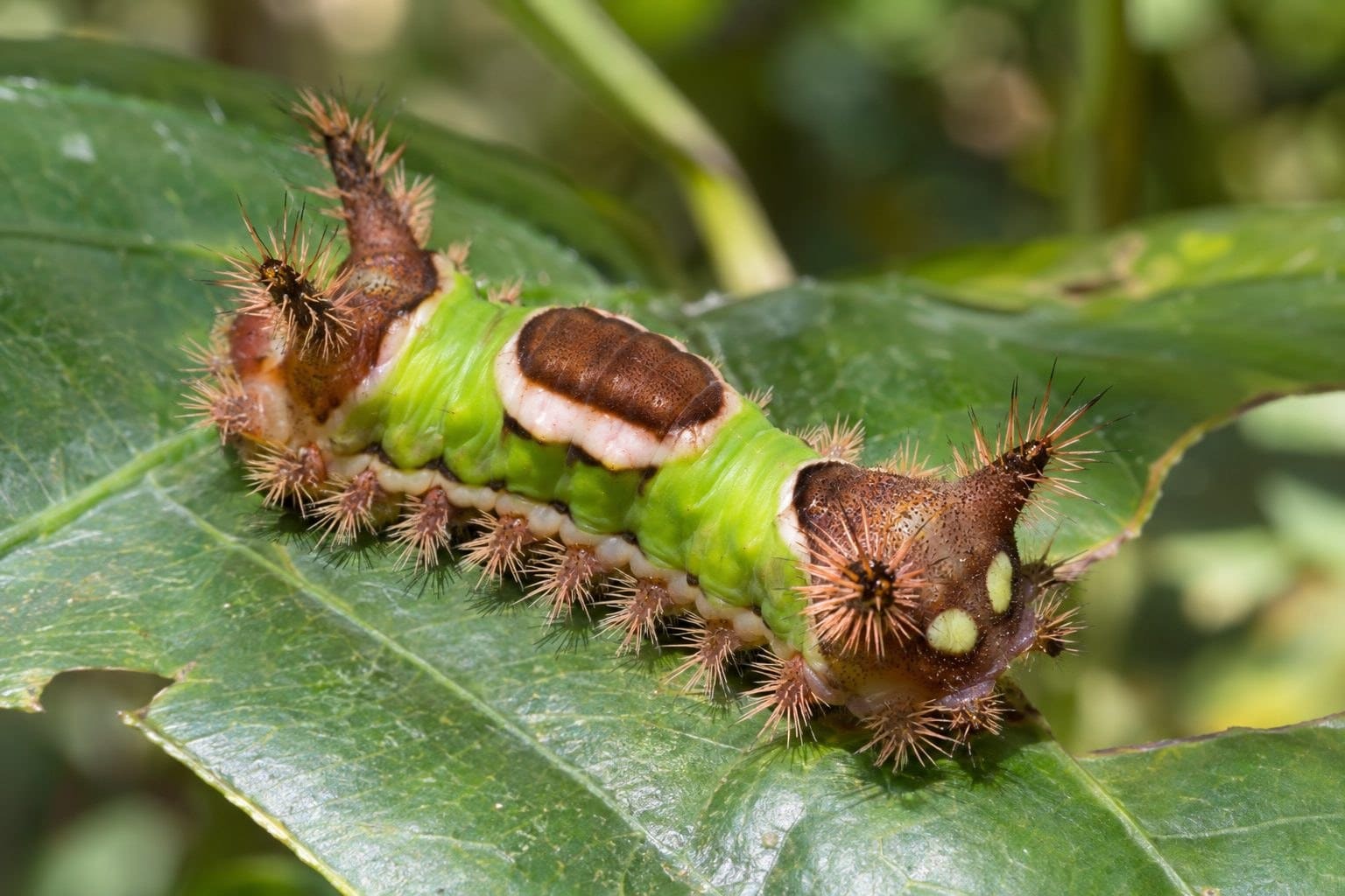 Chenille Acharia stimulea avec ses caractéristiques distinctives