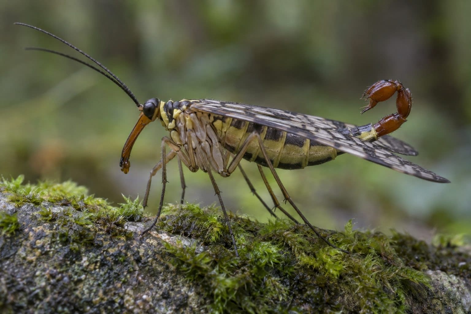 Mouche scorpion avec son museau caractéristique