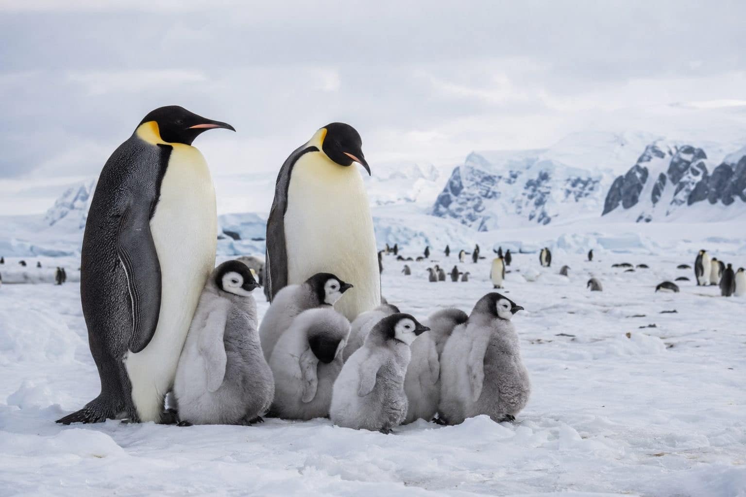 Manchot empereur adulte avec ses poussins en plumage duveux dans le paysage glacé de l'Antarctique