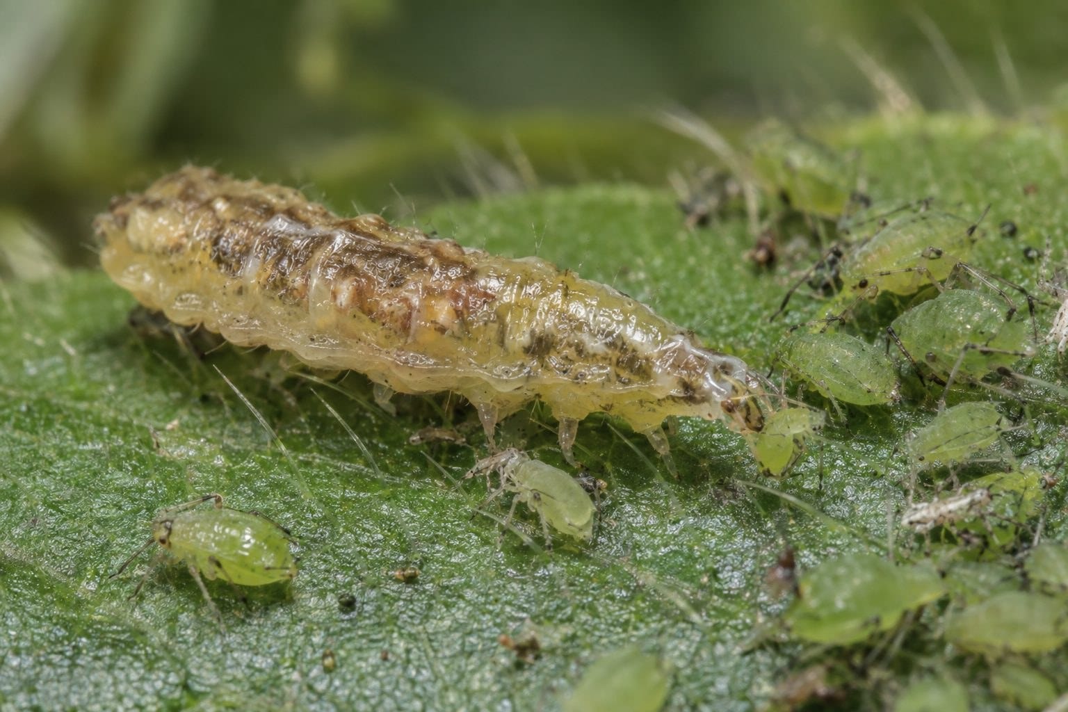 Larve de syrphe se nourrissant de pucerons sur une feuille verte