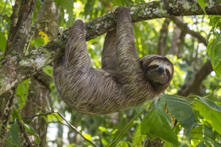 Un paresseux à trois doigts suspendu à une branche dans son habitat naturel de forêt tropicale