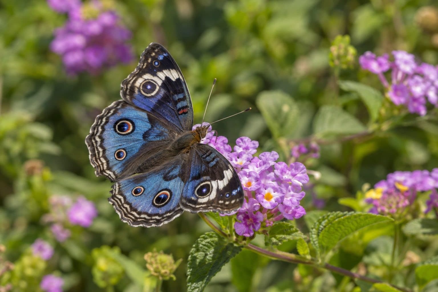 Papillon Junonia Orithya se nourrissant sur une fleur