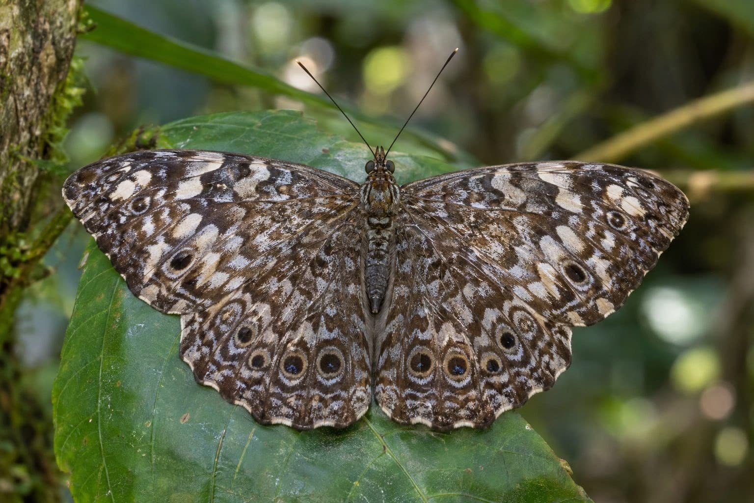 Papillon Hamadryas bleu en gros plan montrant ses ailes