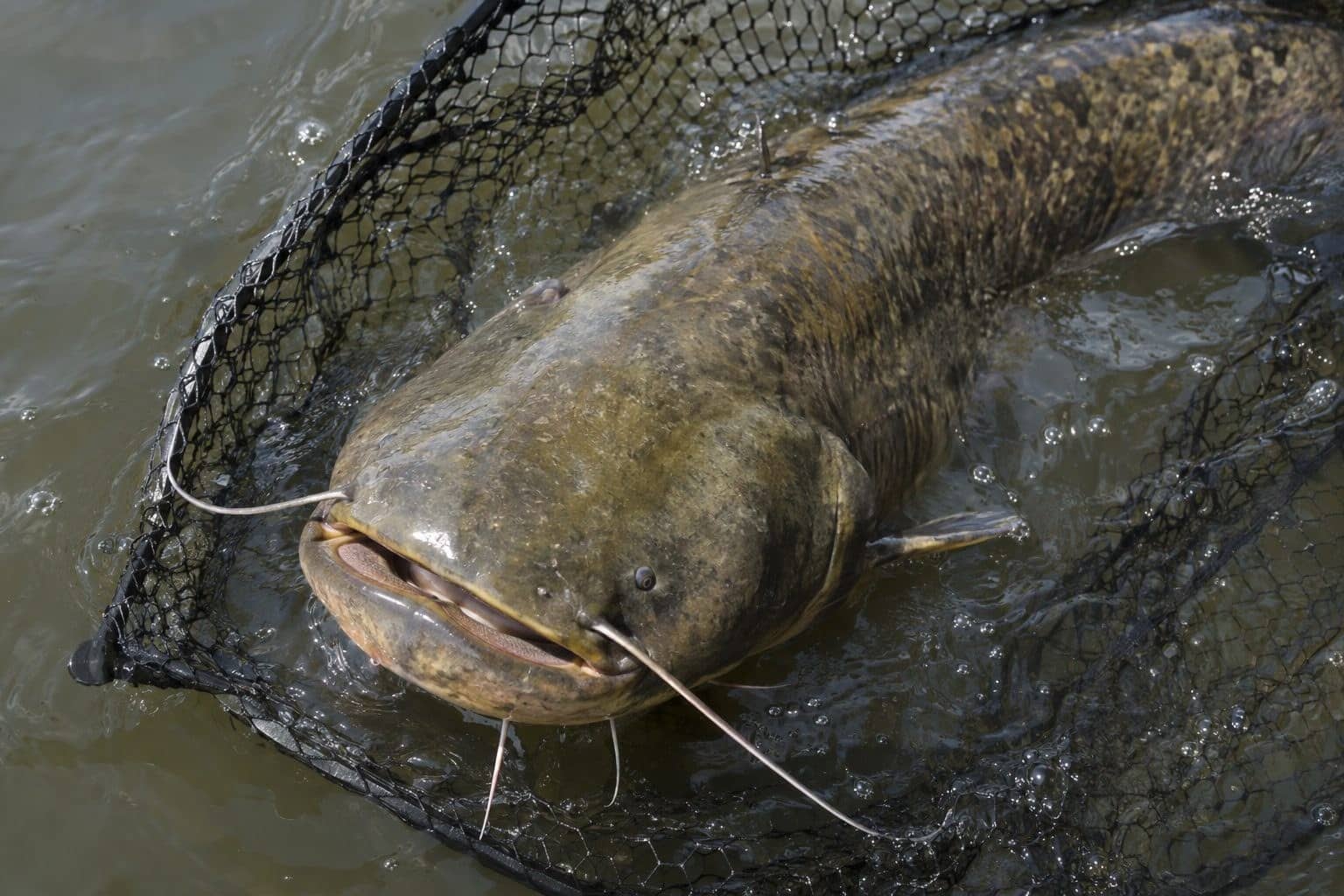 Silure glane capturé dans un filet de pêche