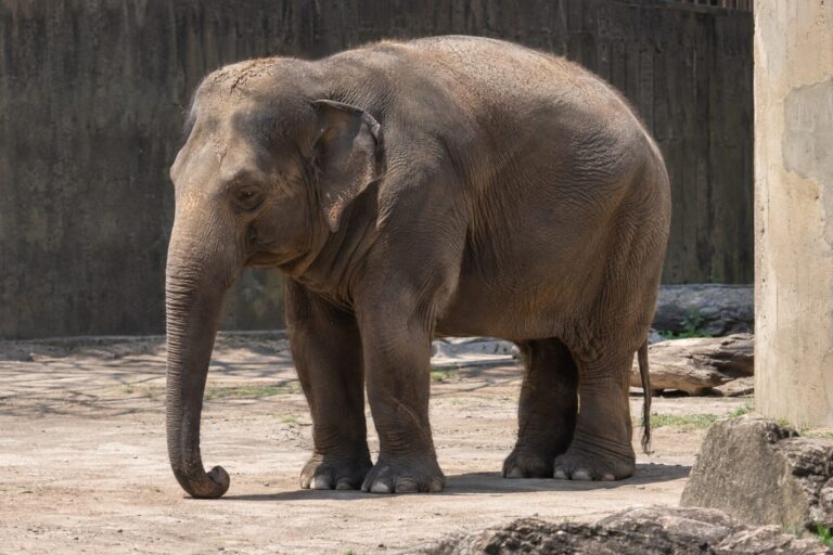 Éléphant d'Asie obèse seul dans un enclos de zoo, montrant les signes de sa mauvaise santé
