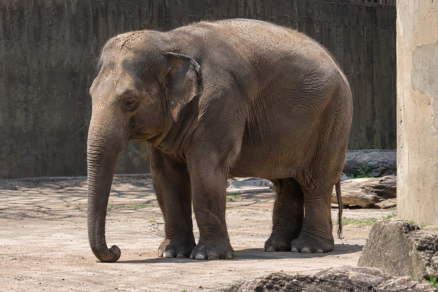 Un zoo responsable de maltraitances ferme enfin ses portes : une trentaine d&rsquo;animaux sauvés !