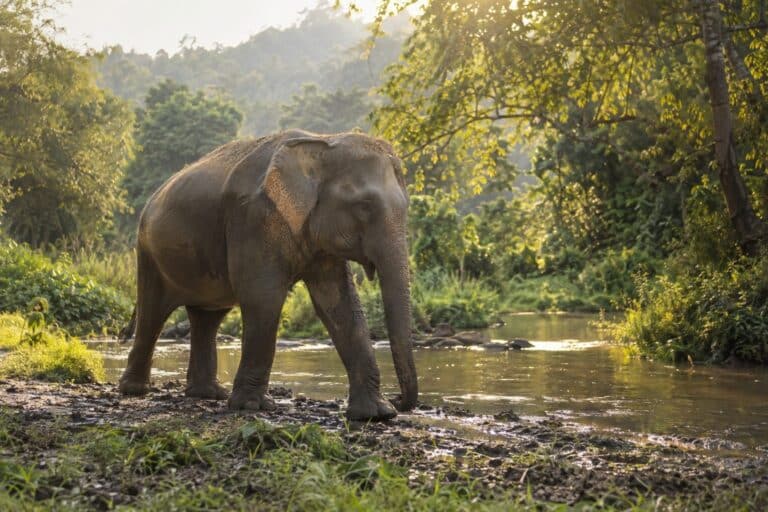Éléphant d'Asie en liberté dans son habitat naturel, symbole de sauvetage et de bien-être retrouvé