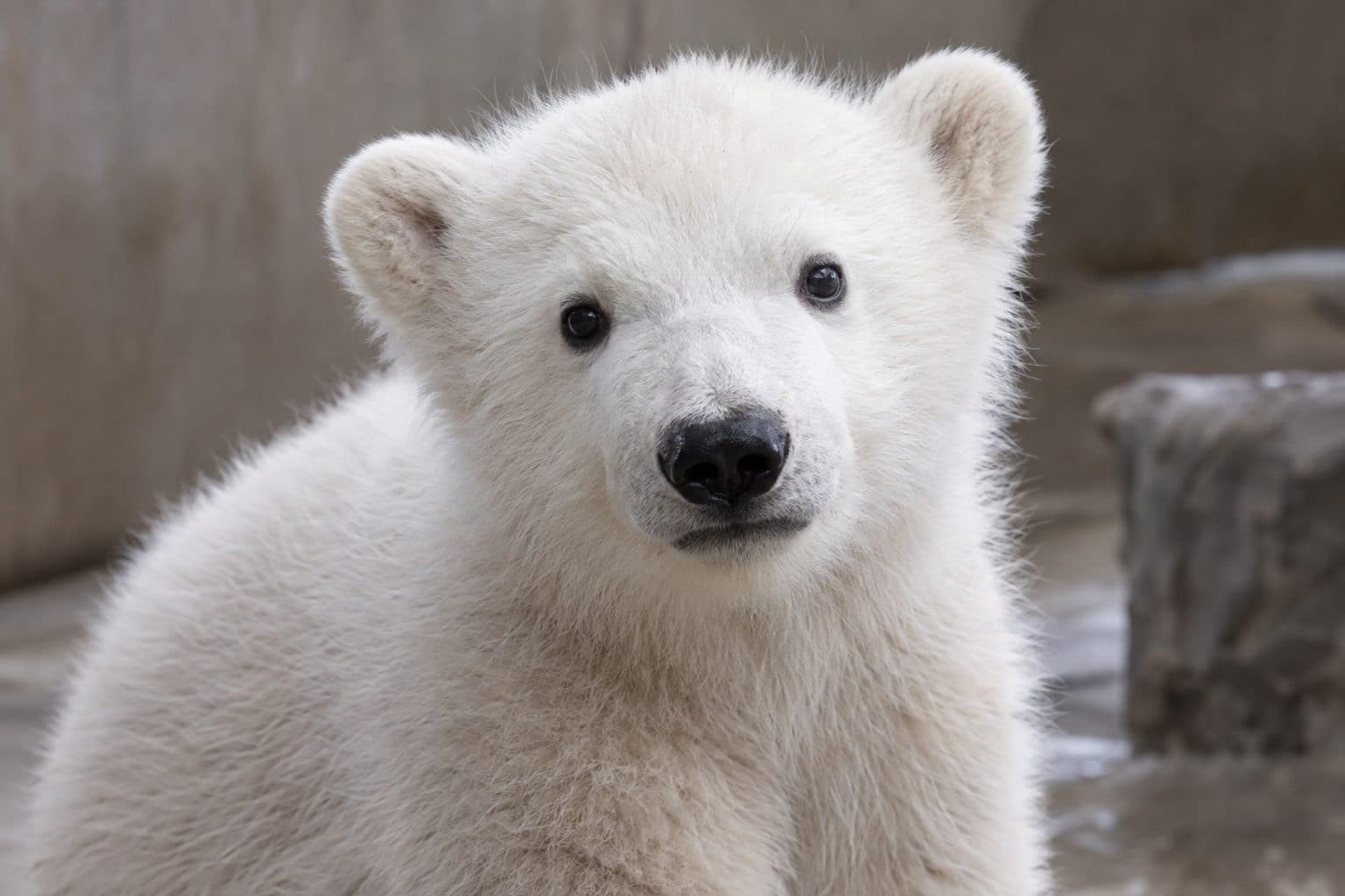 Portrait d'un jeune ours polaire en gros plan