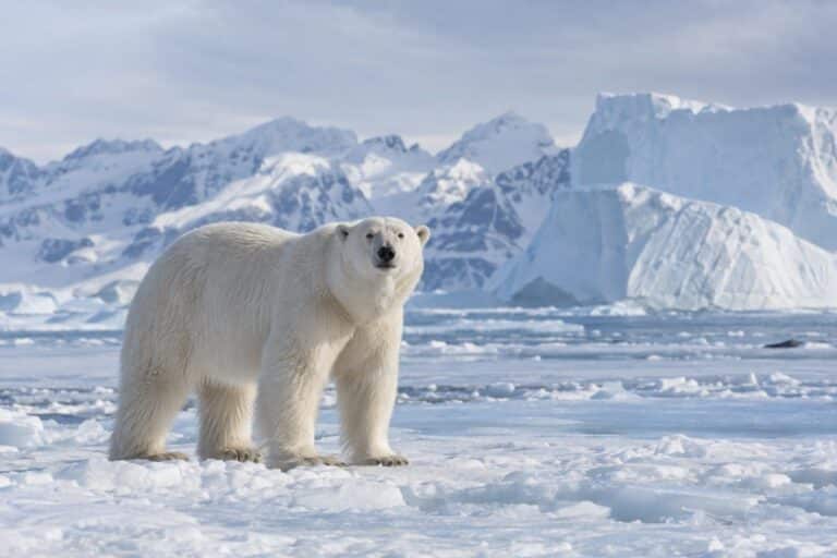 Un ours polaire adulte dans son environnement arctique naturel