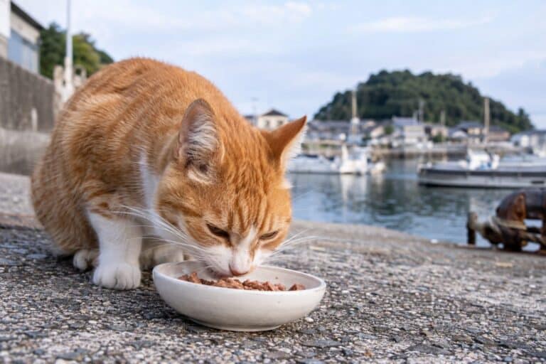 Chat domestique japonais en gros plan se nourrissant ou mangeant