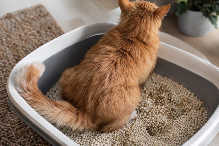 Chat roux assis dans une litière agglomérante, vue de dessus montrant les granules et le comportement du chat