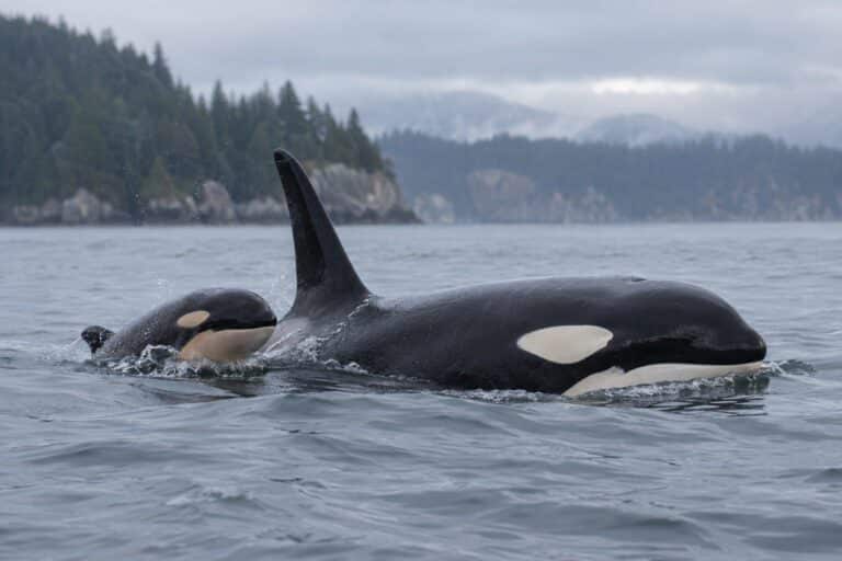 Une orque épaulard femelle adulte (Thahlequah J35) à la surface de l'océan Pacifique nord-ouest avec son nouveau-né, dans les eaux côtières des îles San Juan