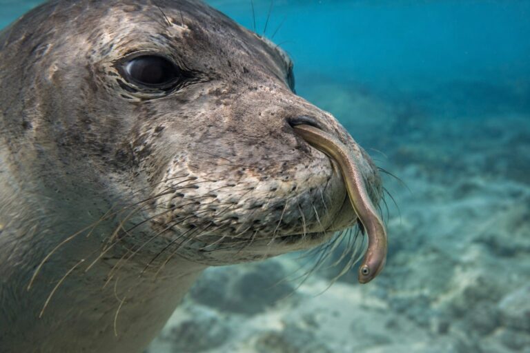 Gros plan d'une anguille coincée dans les narines d'un phoque moine