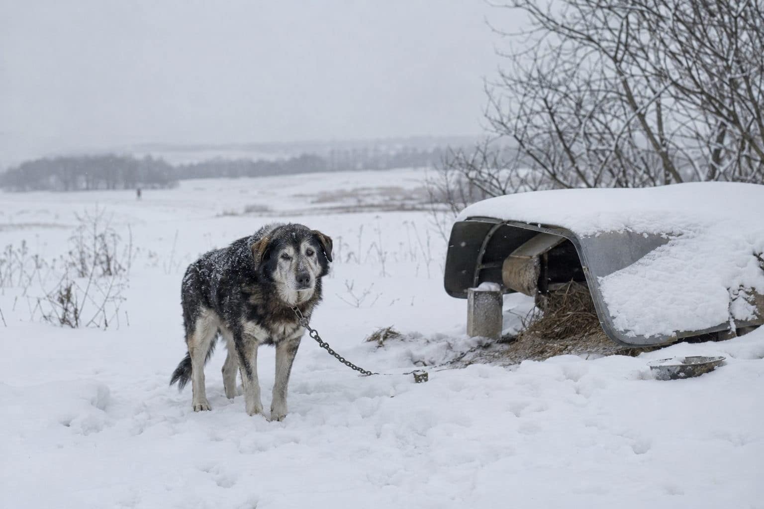 Vieux chien enchaîné dehors en hiver dans la neige, seul et immobile