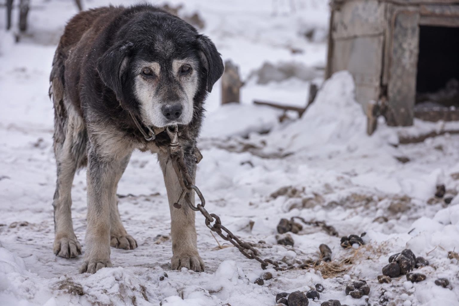 Chien âgé attaché à une chaîne rouillée dans la neige, close-up