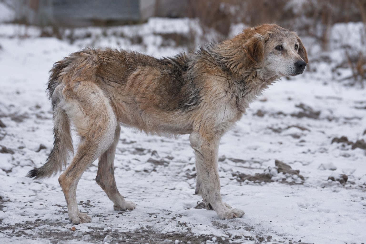 Vieux chien malnutri et en mauvais état de santé, vue de profil