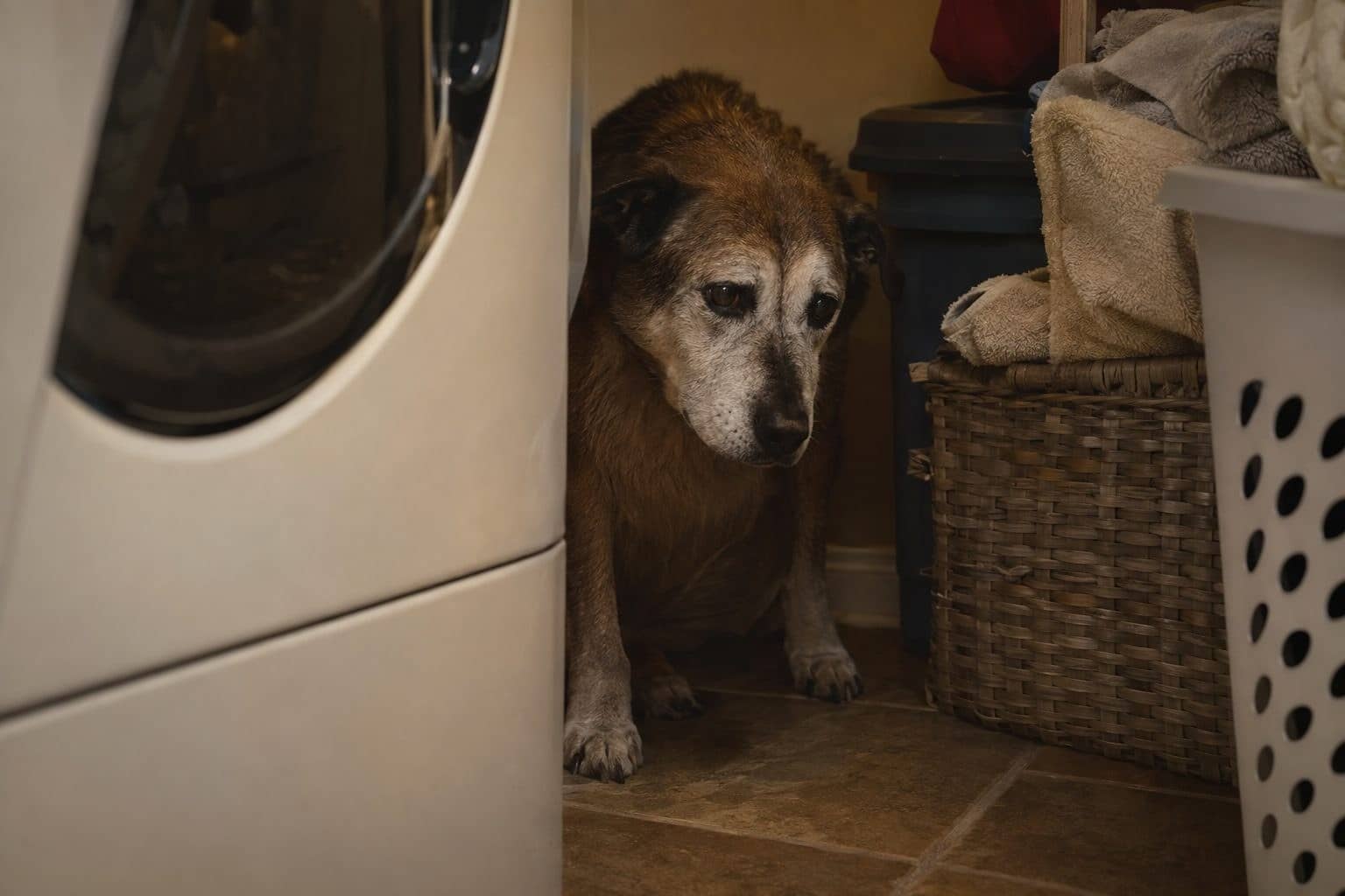 Chien se cachant derrière des objets dans une buanderie, peur et stress