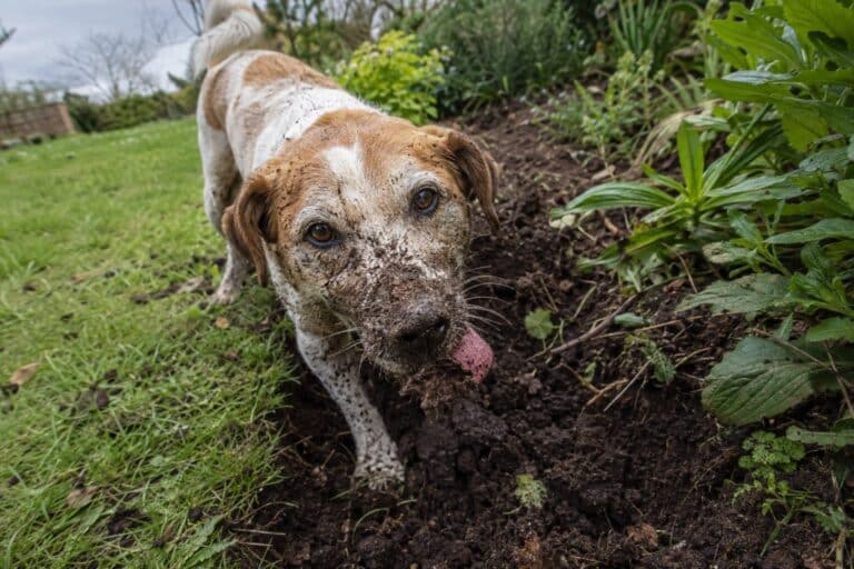 Un chien qui mange de la terre dans un jardin, le museau couvert de boue