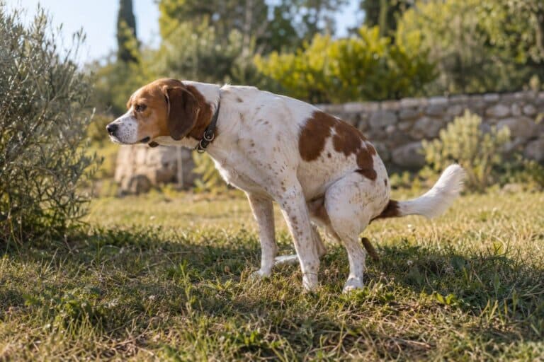 Un chien de taille moyenne en train de déféquer dans l'herbe d'un jardin public en Provence