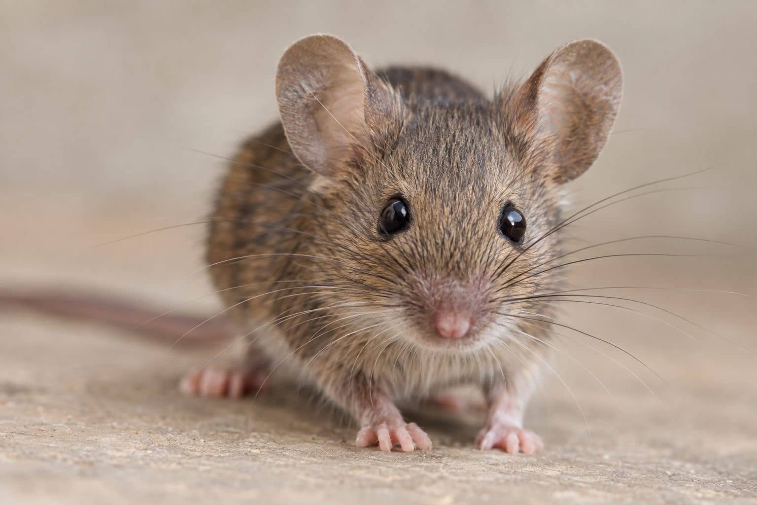 Souris grise en gros plan, portrait détaillé montrant ses traits caractéristiques distinctifs