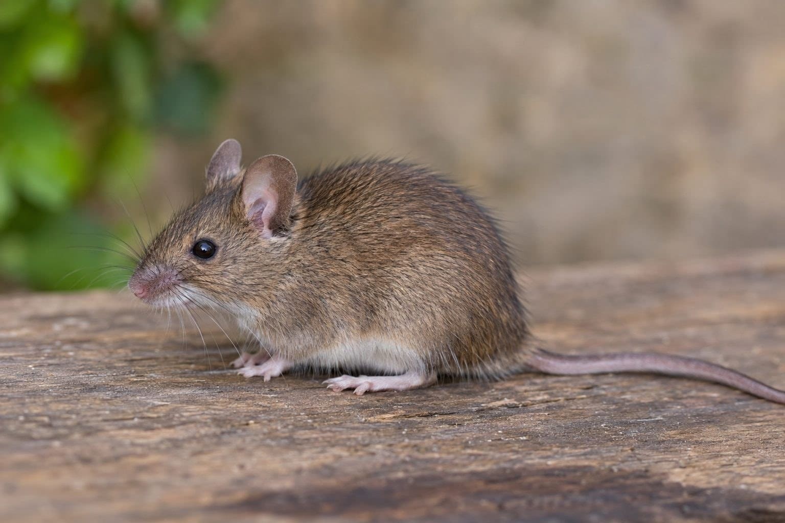 Souris grise vue de profil complet, posée en position naturelle de repos