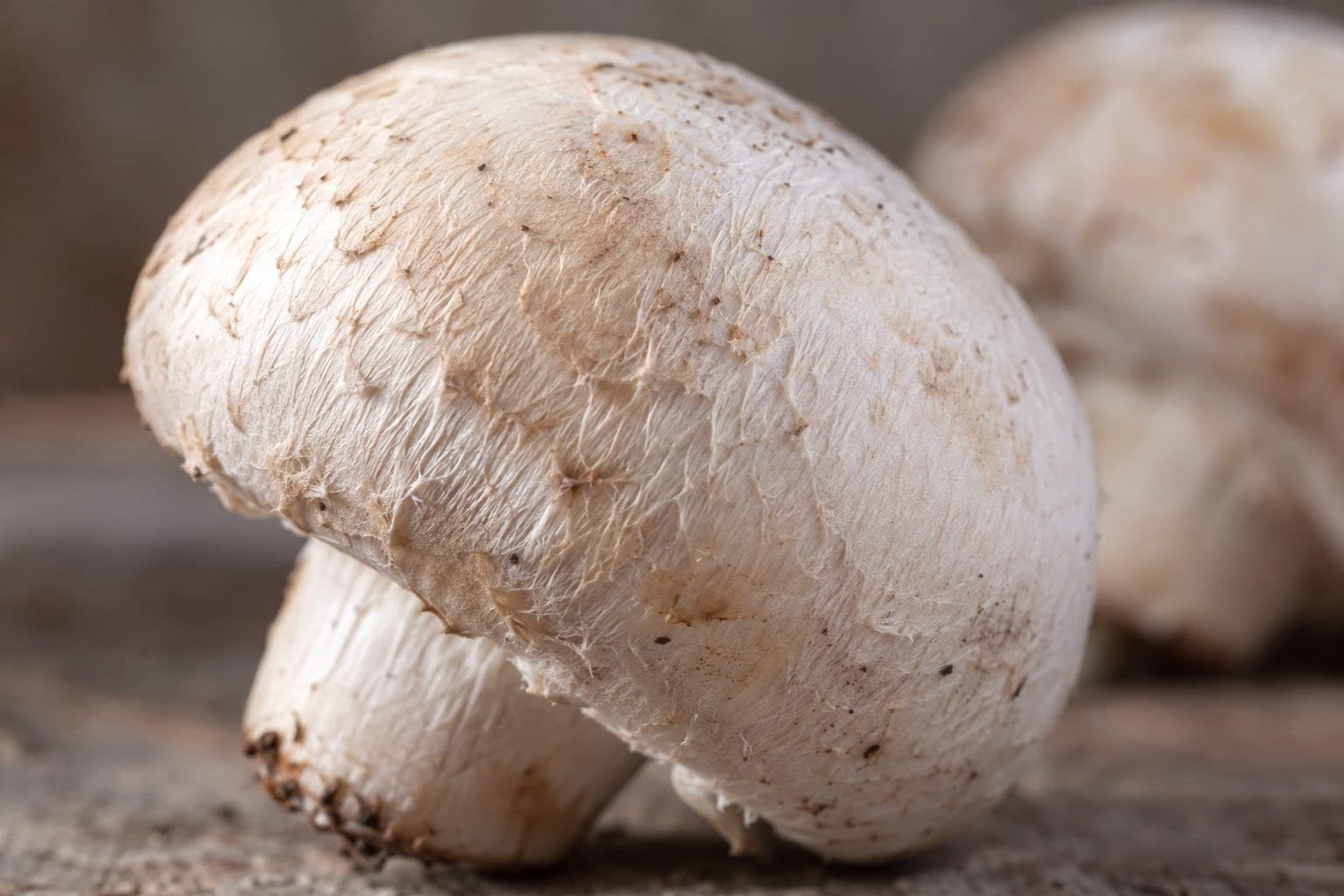Chapeau de champignon de Paris (Agaricus bisporus) en gros plan montrant la texture des fibres utilisées pour le muskin
