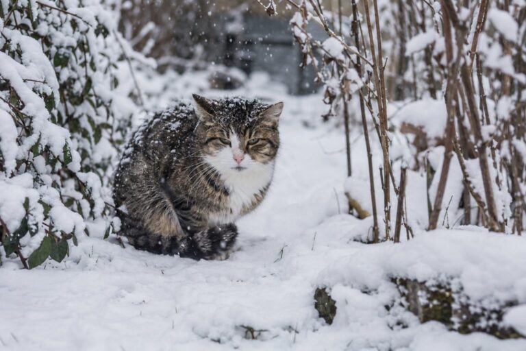 Chat domestique (Felis catus) frissonnant dehors en hiver avec neige