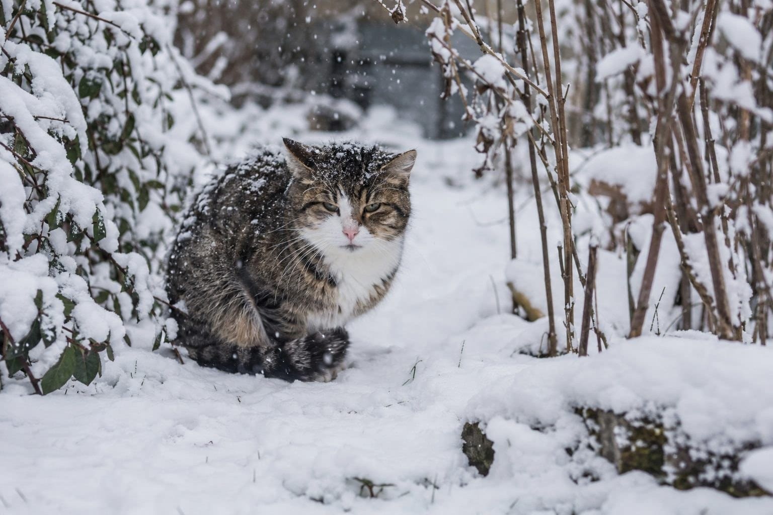« Mon chat a l&rsquo;air d&rsquo;avoir froid » : 3 signes qui ne trompent pas !
