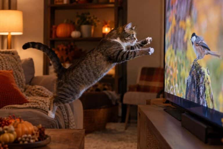 Un chat domestique (Felis catus) attaquant l'écran d'une télévision allumée dans un salon en automne
