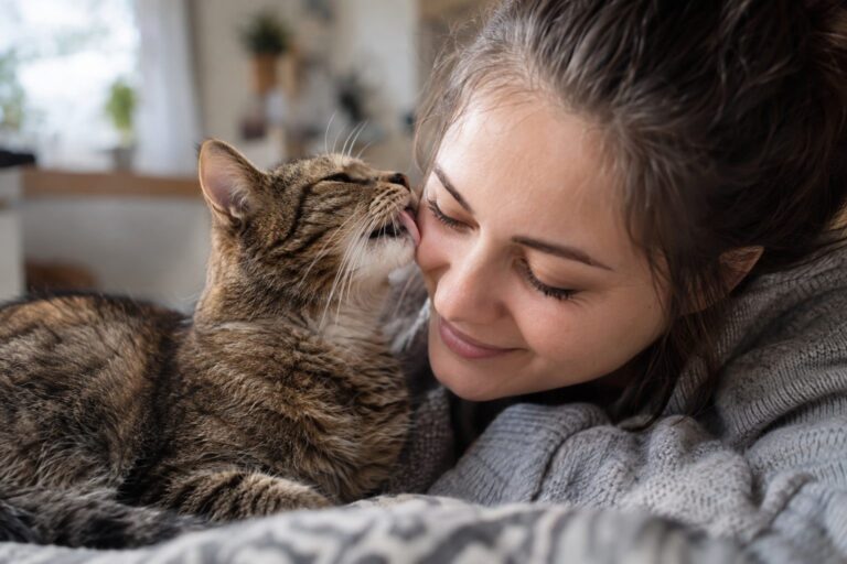 Un chat tabby léchant tendrement le visage d'une personne, gros plan affectueux montrant l'interaction tactile