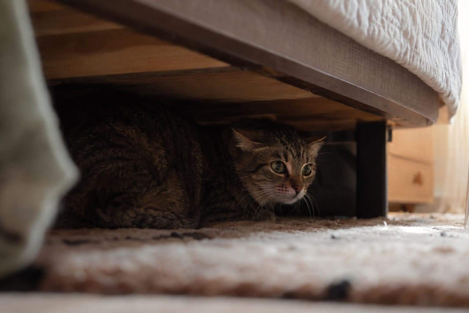 Mon chat s’isole soudainement sous le lit : comment repérer les signes d’un stress ou d’une douleur chez votre félin ?