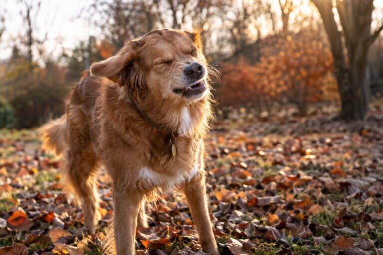 Un chien de race moyenne qui éternue dans un jardin d'automne parsemé de feuilles mortes