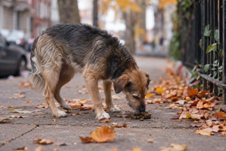 Un chien de race mixte en train de renifler et manger des crottes sur un trottoir urbain en automne, vu de côté