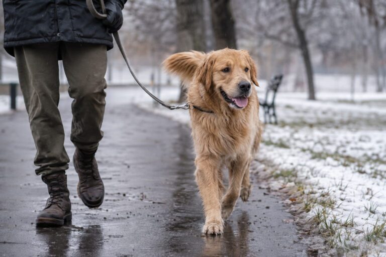 Un chien adulte en bonne santé lors d'une promenade hivernale en laisse avec son propriétaire, marchant joyeusement sous une légère bruine dans un parc urbain enneigé