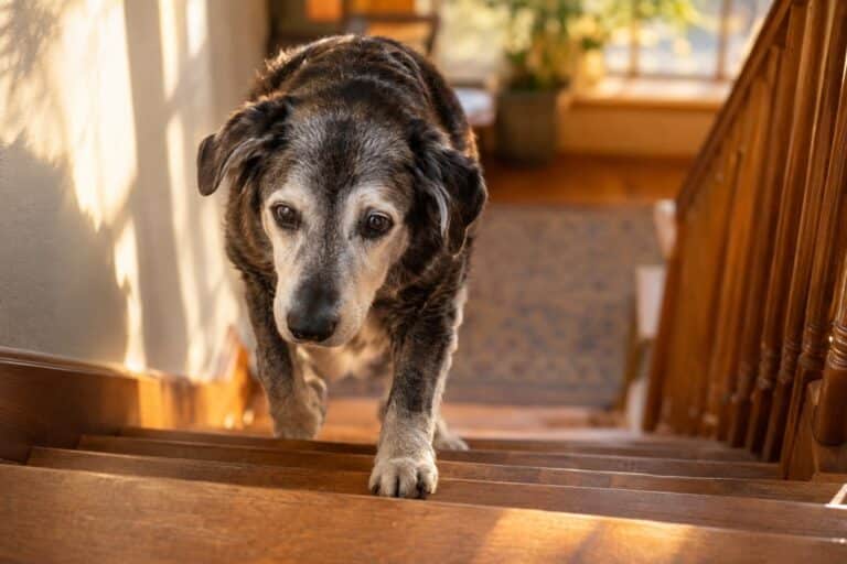 Un chien senior aux poils gris qui monte lentement les marches d'un escalier intérieur, en fin d'après-midi hivernale