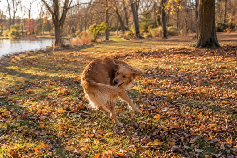 Un chien qui tourne après sa queue en automne, vue dynamique et amusante