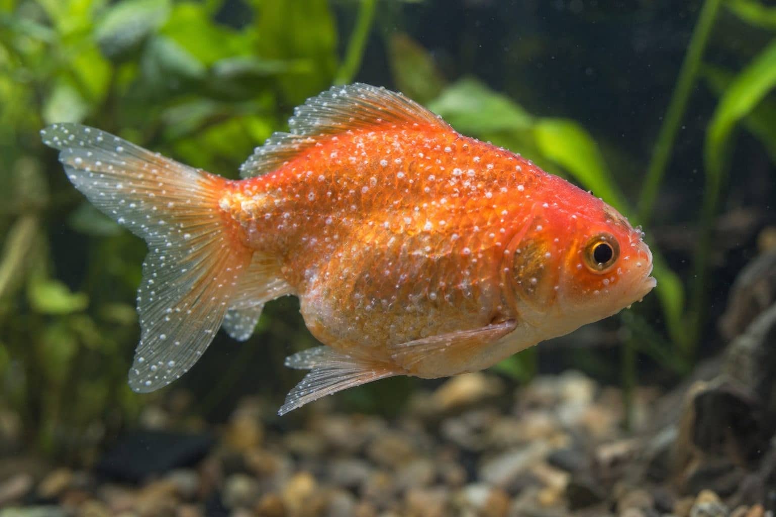 Un poisson d'aquarium atteint de la maladie des points blancs, montrant les symptômes caractéristiques