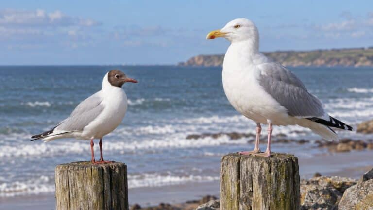 Mouette ou goéland : comment faire la différence