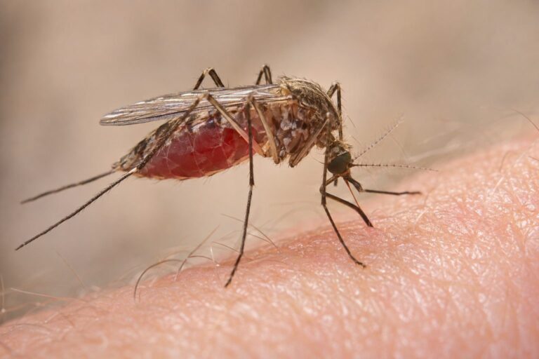 Moustique femelle en gros plan, en train de piquer la peau humaine