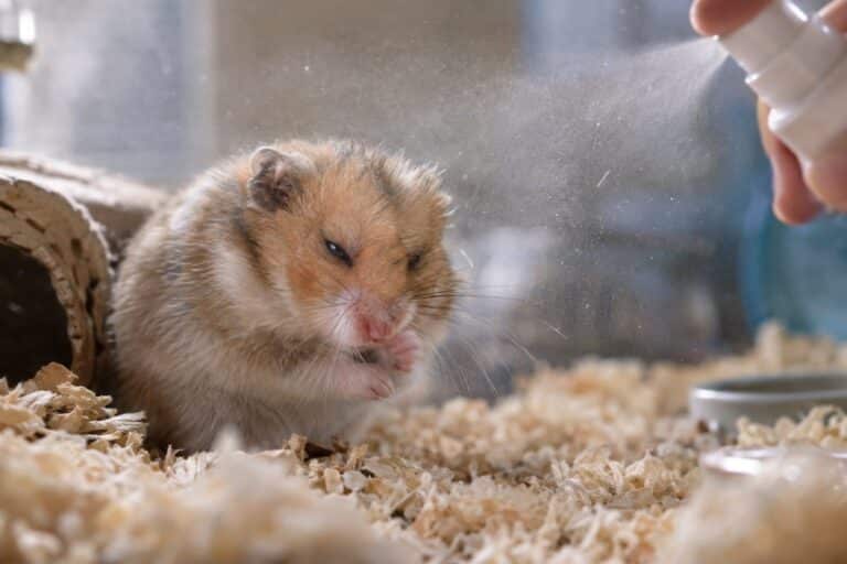 Gros plan sur un rongeur (hamster ou souris) dans sa cage avec de la poussière de désinfectant en suspension dans l'air autour de lui