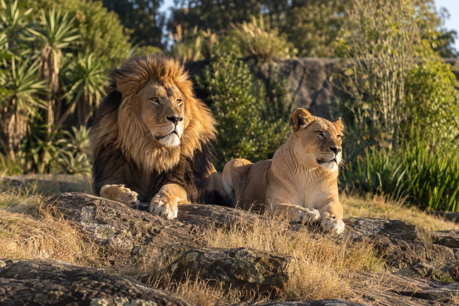Lions au repos dans un parc animalier en Nouvelle-Zélande