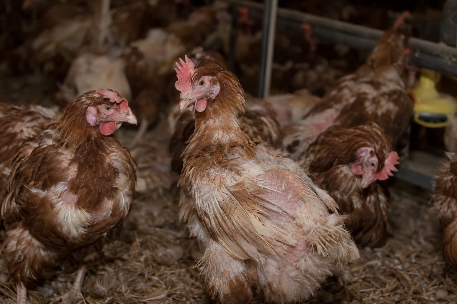 Poules en élevage au sol dans des conditions de surpopulation : picage et plumage endommagé