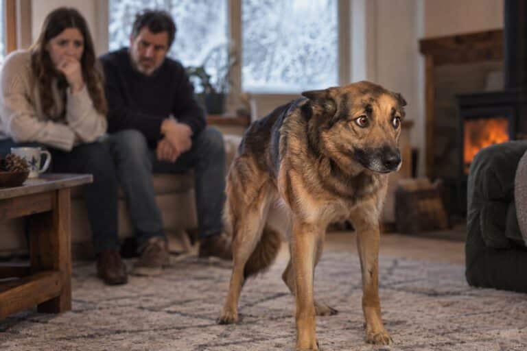 Un chien de race moyenne montrant des signes d'agressivité ou de stress (oreilles en arrière, posture tendue) face à sa famille dans un salon d'hiver, illustrant le moment critique où l'aide devient nécessaire