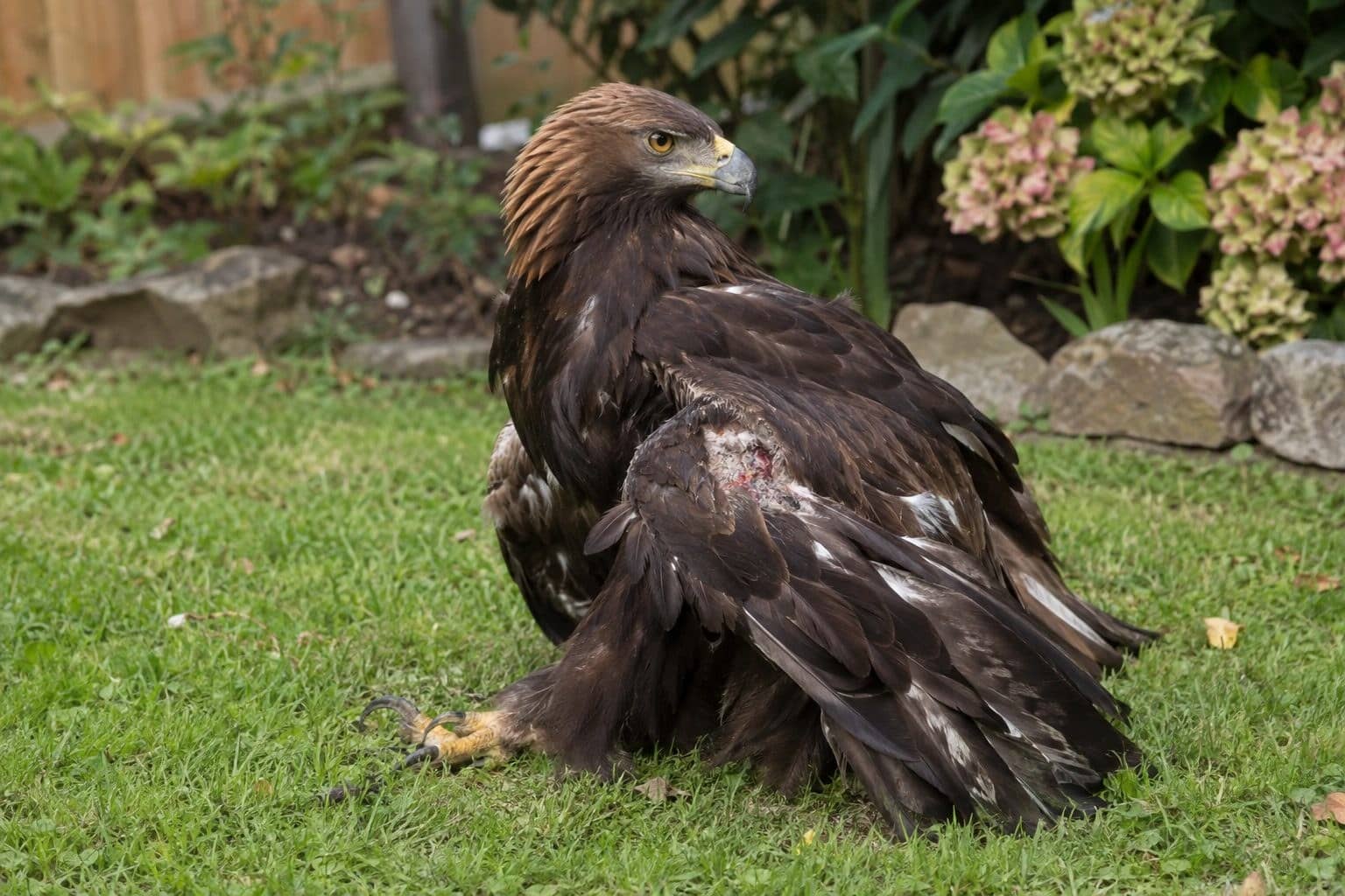 Aigle blessé au sol dans un jardin