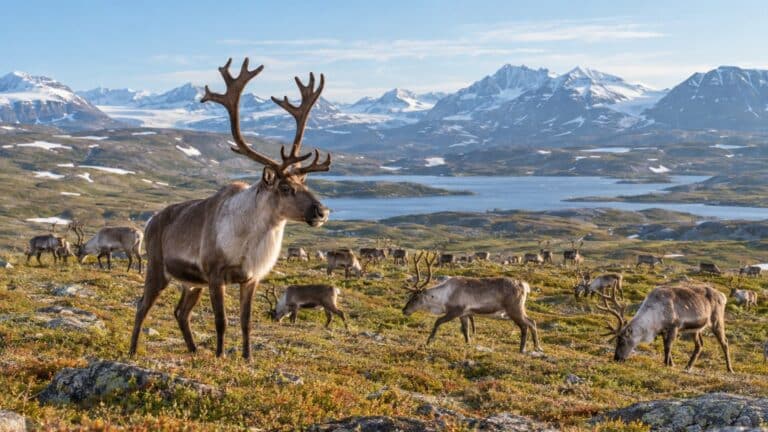 Où vit le renne et le caribou : pays, habitat et prédateurs