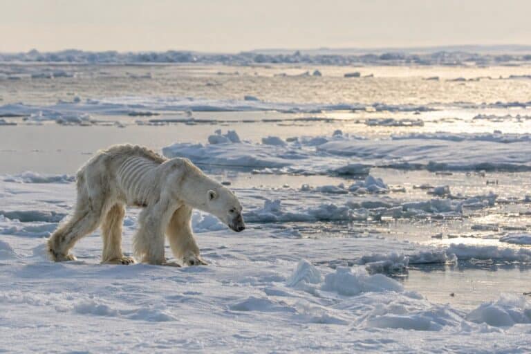 Un ours polaire émacié et affaibli sur la banquise arctique, symbole du réchauffement climatique