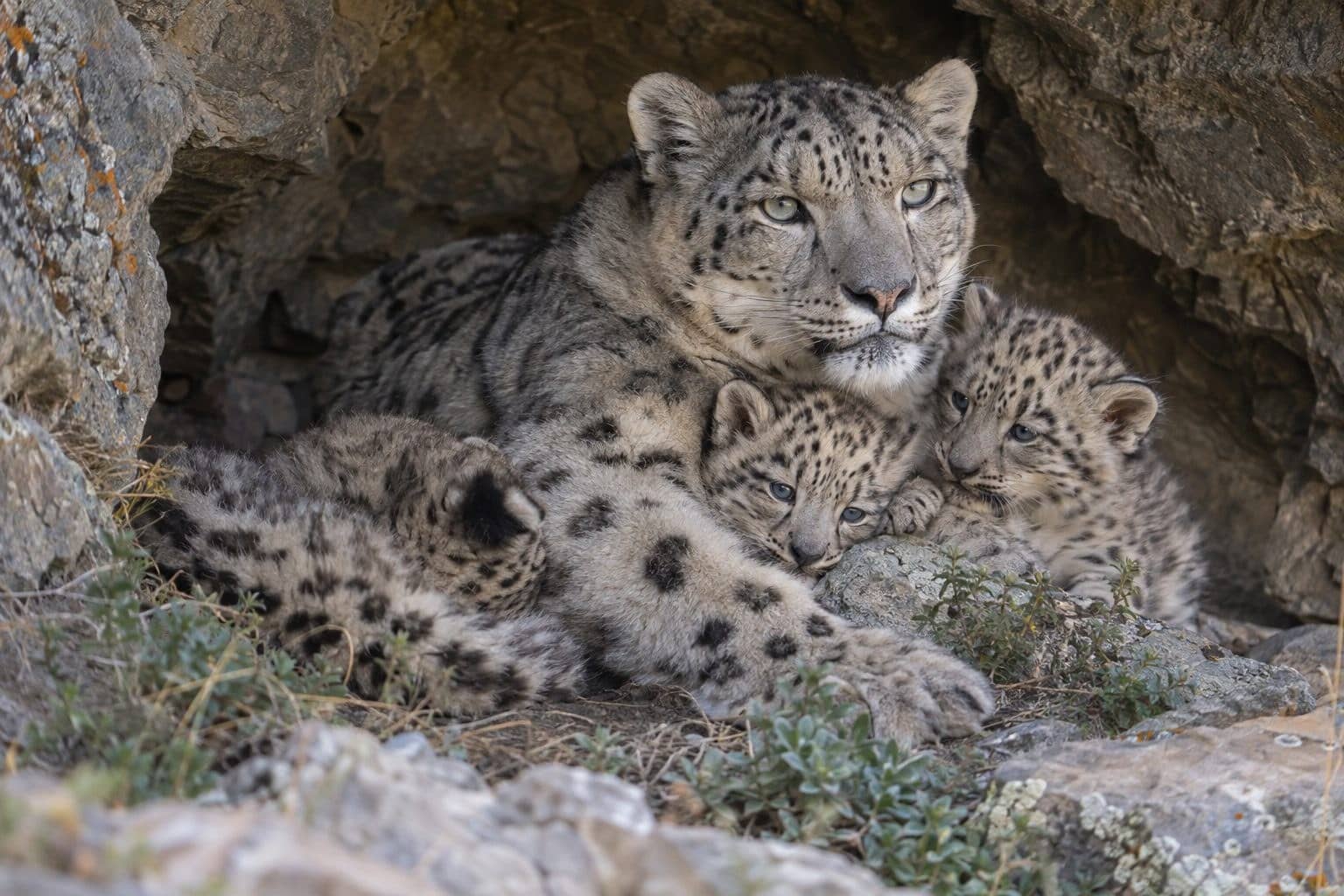 Femelle panthère des neiges avec ses petits
