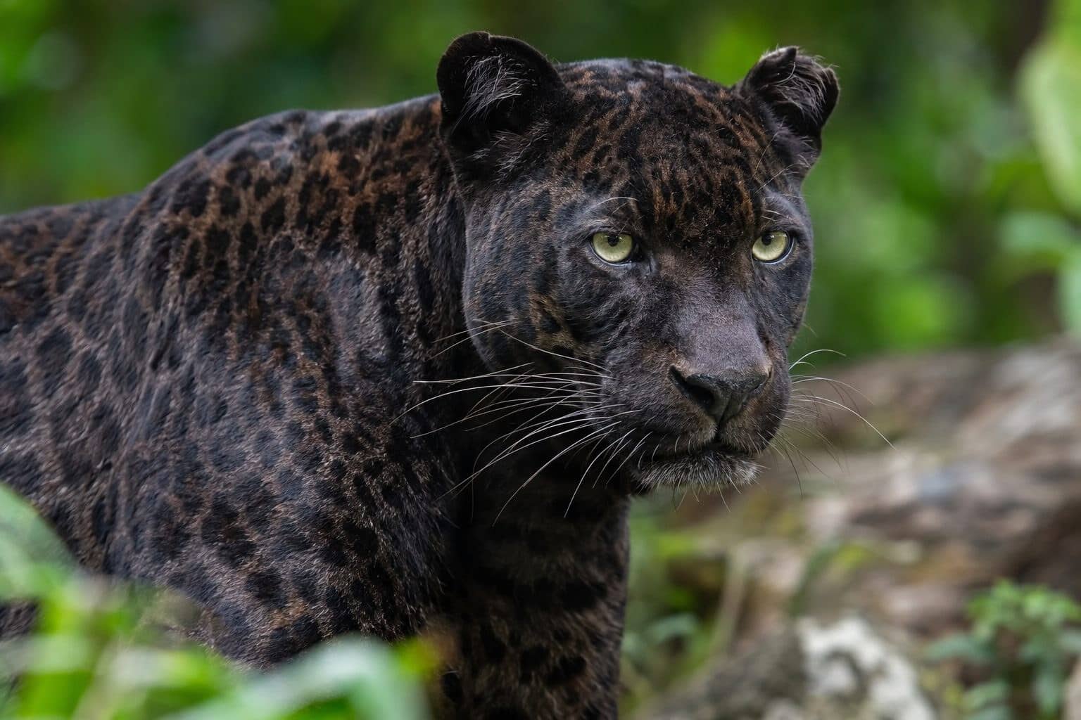Léopard noir (panthère noire) en gros plan montrant ses rosettes